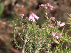 Erica australis aragonensis