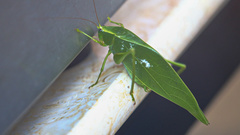 Holochlora bilobata
