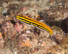 Petroscirtes fallax