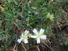 Potentilla montana