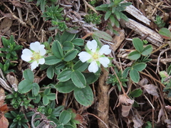 Potentilla montana