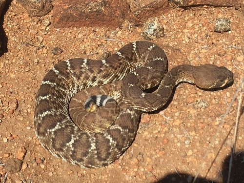 Red Diamond Rattlesnake