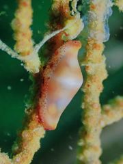 Crenavolva striatula