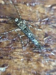 Conopomorpha cyanospila