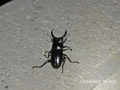 Dorcus rubrofemoratus yamadai