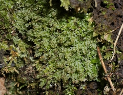 Mnium stellare