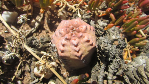 Euphorbia pseudoglobosa (Euphorbia pseudoglobosa)