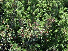 Rhamnus alaternus