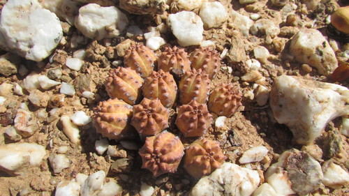 Euphorbia pseudoglobosa, photograph 1