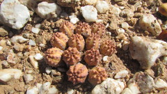 Euphorbia pseudoglobosa, photograph (c) James Deacon, some rights reserved (CC BY-SA)