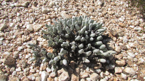 Fishlips Humpfig (Gibbaeum pubescens)