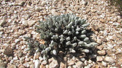 Gibbaeum pubescens