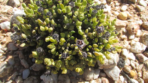 Gem Hedgehogfig (Braunsia geminata)