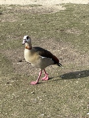 Alopochen aegyptiaca