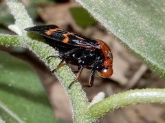 Cosmoscarta