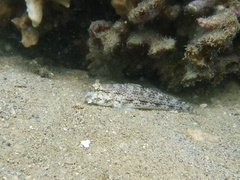 Gnatholepis anjerensis