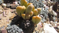 (c) James Deacon, some rights reserved (CC BY-SA) Antegibbaeum fissoides, photograph (c) James Deacon, some rights reserved (CC BY-SA)