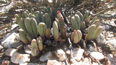 (c) James Deacon, some rights reserved (CC BY-SA) Antegibbaeum fissoides, photograph (c) James Deacon, some rights reserved (CC BY-SA)