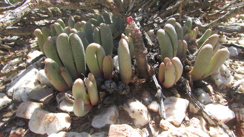 Mesembryanthemum fissoides Haw. 2