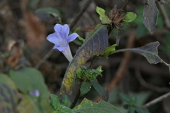 Barleria terminalis