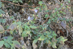 Barleria terminalis