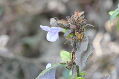 Barleria terminalis