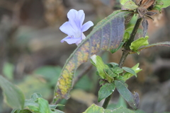 Barleria terminalis