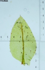 Mnium stellare