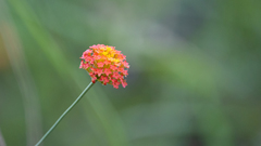 Lasiosiphon rubescens