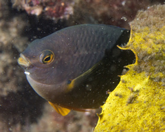 Plectroglyphidodon gascoynei