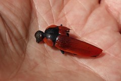 Temognatha