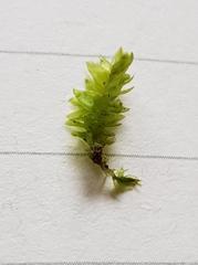 Plagiothecium nemorale