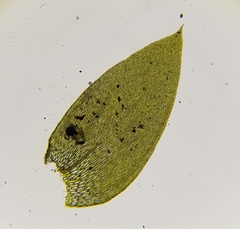 Plagiothecium nemorale