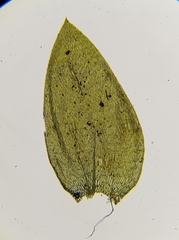 Plagiothecium nemorale