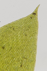 Plagiothecium nemorale