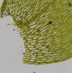 Plagiothecium nemorale