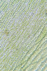 Plagiothecium nemorale