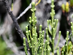 Aragoa kogiorum sevillae
