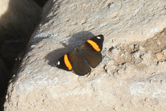 Diaethria pandama