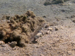 Ctenogobiops mitodes