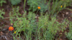 Lasiosiphon rubescens