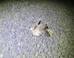 Turnicidae