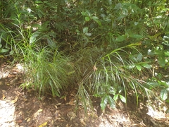 Exocarya sclerioides