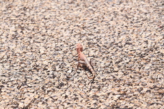Ctenophorus caudicinctus