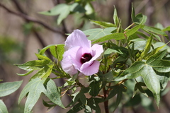 Gossypium robinsonii