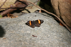 Diaethria pandama