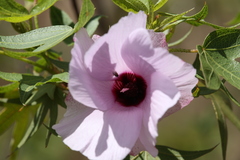 Gossypium robinsonii