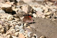 Diaethria pandama