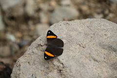 Diaethria pandama