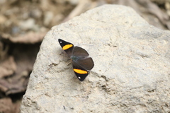 Diaethria pandama